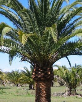 Phoenix-canariensis