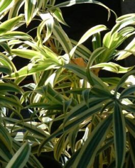 Pleomele-reflexa-striata