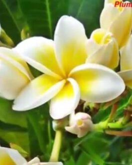 Plumeria_rubra_