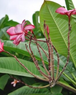 Plumeria_rubra_pink