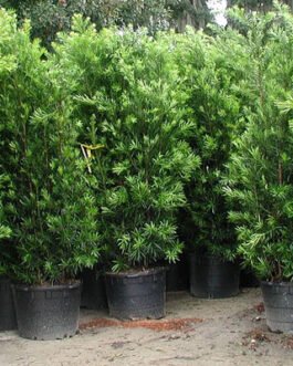 Podocarpus-macrophyllus