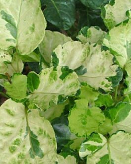 Schefflera-arboricola-variegata