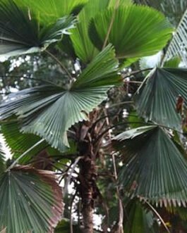 Pritchardia-Grandis