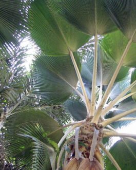 Pritchardia-pacifica