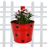 Set of 3 Outdoor Flowering Plants for Beautiful Garden - Image 4