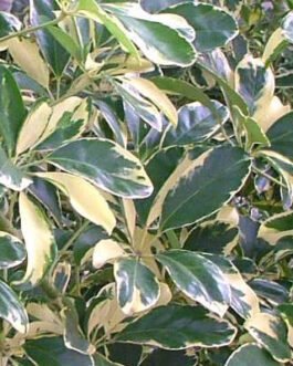 Schefflera-arboricola-variegata
