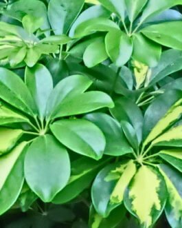 Schefflera-green
