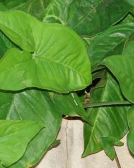 Syngonium-podophyllum-albolineatum