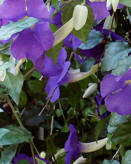 Thunbergia-erecta-nana