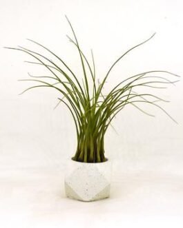 Tillandsia Air plant