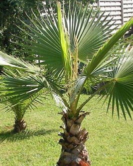 Washingtonia-filifera