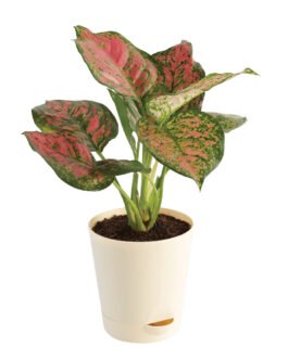 aglaonema pink beauty dyk