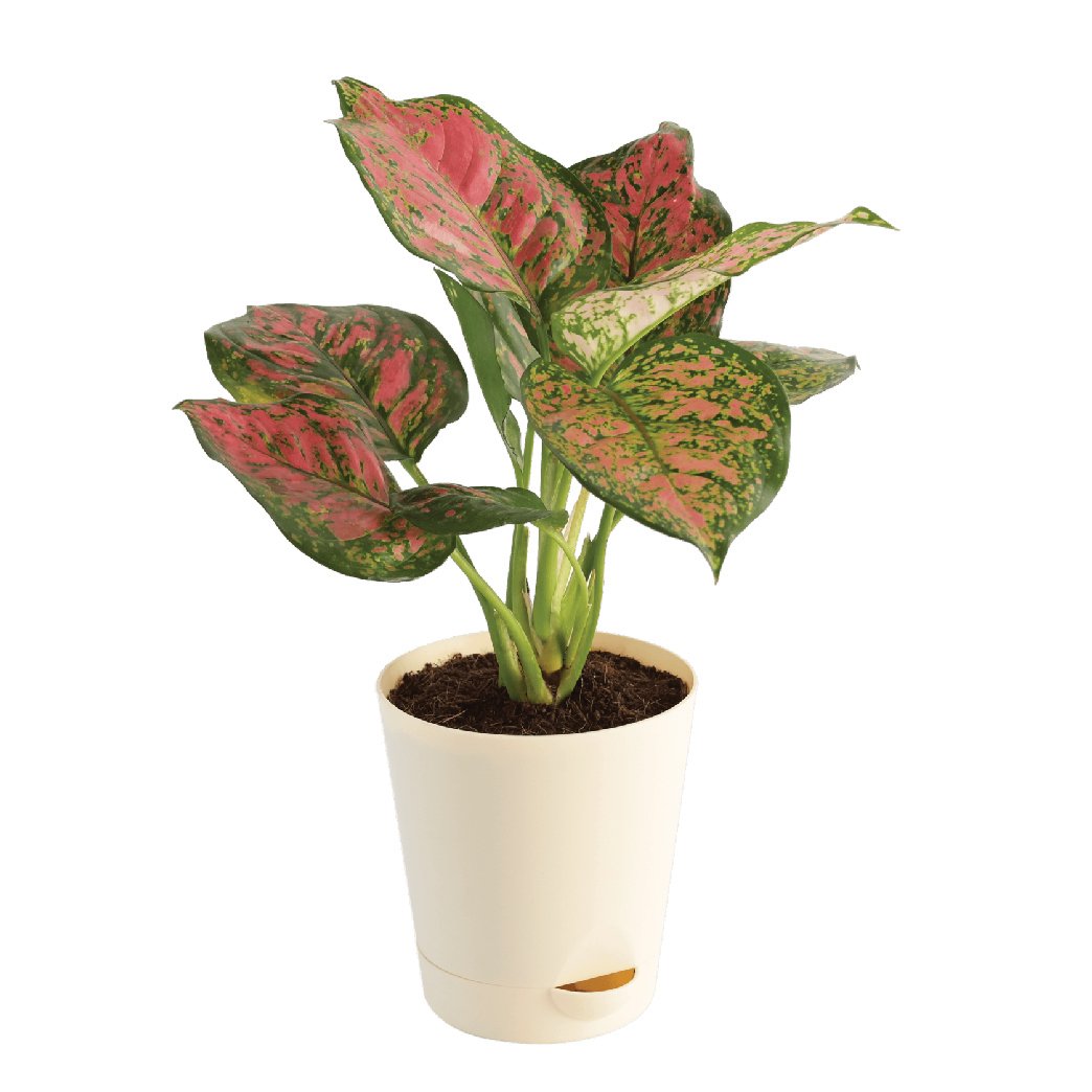  aglaonema  pink  beauty dyk Greens Park Nursery