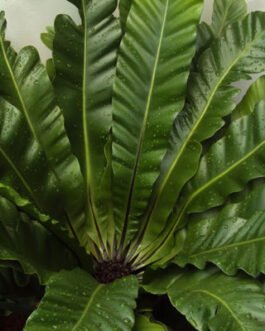 birds-nest-fern-asplenium-nidus