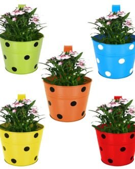 Set of 3 Outdoor Flowering Plants for Beautiful Garden