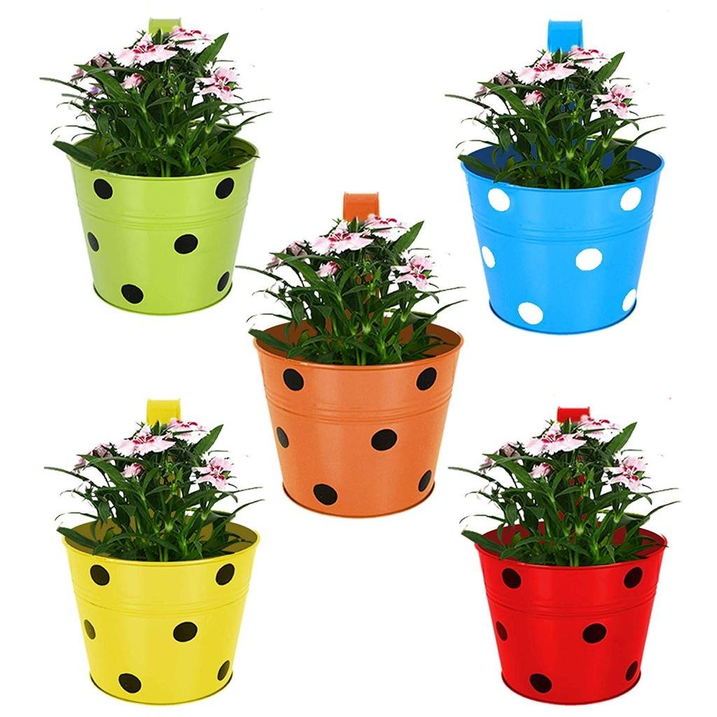 Set of 3 Outdoor Flowering Plants for Beautiful Garden - Image 2