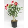 Adenium moonlight