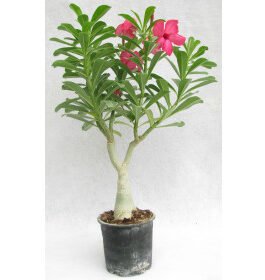 Adenium