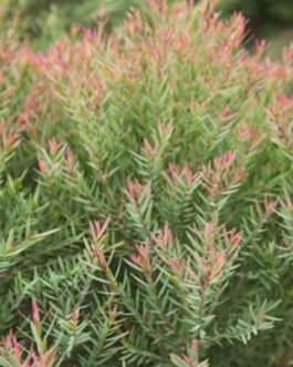 melaleuca-red-crest