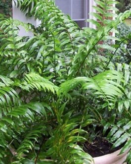 nephrolepis-biserrata