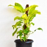 Philodendron