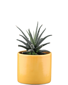 Yellow ceramic pot