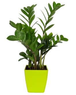 ZZ plant