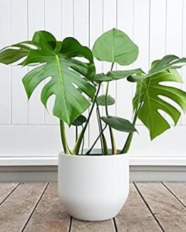 Monstera