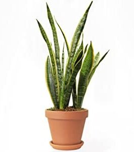 snake plant