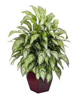 Aglaonema