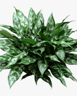 Aglaonema