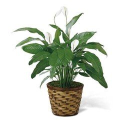 Aglaonema