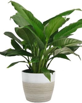 Aglaonema