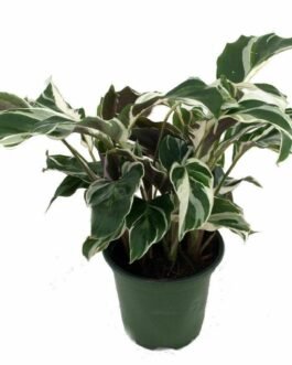 Aglaonema