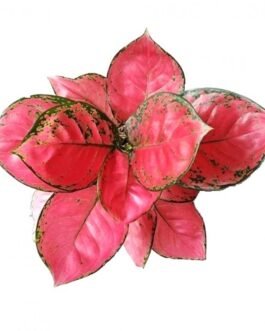 aglaonema-red