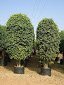 ficus benjamina