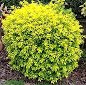 golden duranta plant