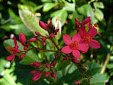 jatropha integerrima