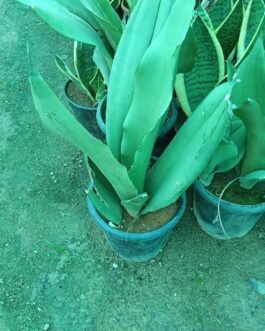 white snakeplant
