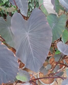 Alocasia black