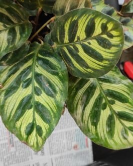 calathea