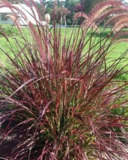 Fountain grass red