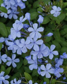 Plumbago capensis