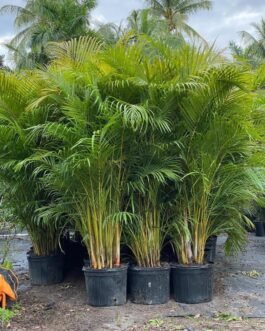 Areca palms