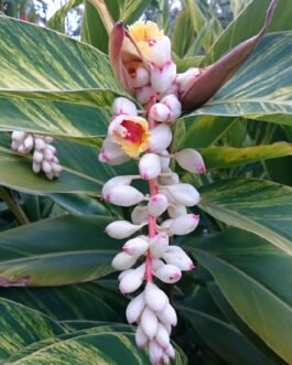 Alpinia Zerumbet