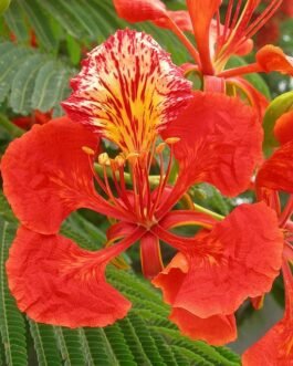 Delonix regia