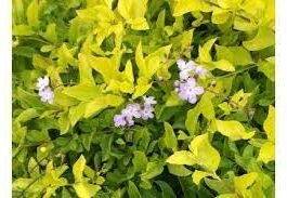 Duranta speciosa yellow