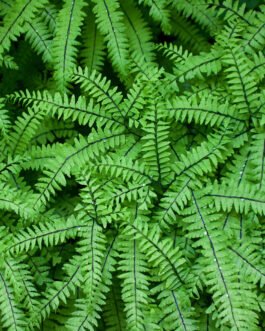 fern