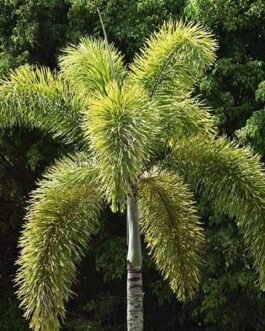 Fox tail palms
