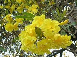 Tabebuia argentea